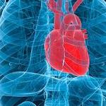 Tudományos szenzáció: génmódosított szív