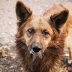 Barna kutya néz a kamerába